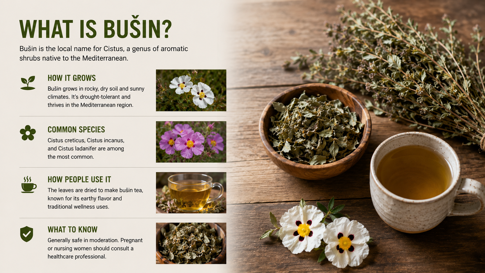 Bušin: A Complete Guide to the Mediterranean Rock Rose